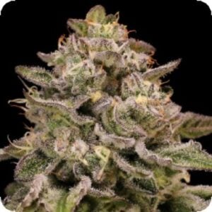 Pistachio Churro Auto Flowering Seeds (2)
