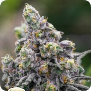 Pistachio Snow Cream Feminised Seeds (1)