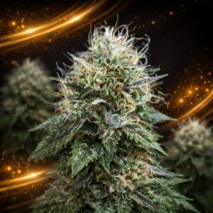 Purple Urkle x Blue Pyramid LIMITED EDITION Gold Line