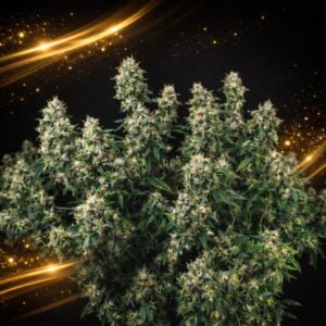 Tutankhamon x Cookies USA LIMITED EDITION Gold Line