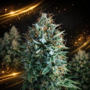 Tutankhamon x Runtz LIMITED EDITION Gold Line