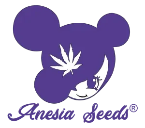 anesia seeds