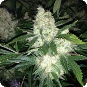 AK27 Express AUTO Feminised Seeds AK27 Express AUTO Feminised Seeds