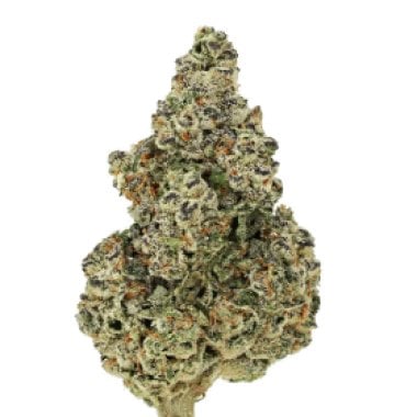 Crazy Roses FAST Feminised Seeds