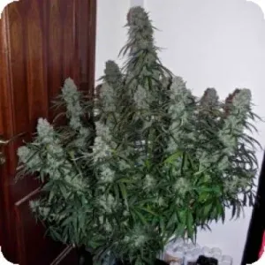Quick Flowering THC Feminised Seeds Quick Flowering THC Feminised Seeds