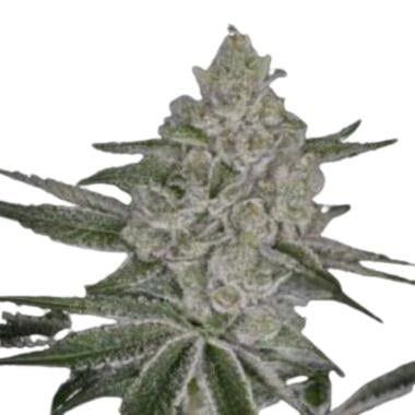 Shishka Lemonade Feminised Seeds