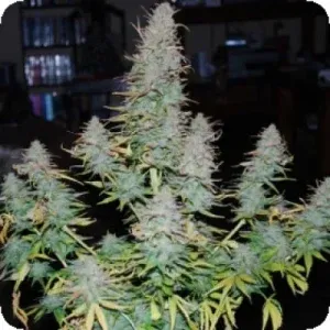 Strong Stuff Feminised Seeds Strong Stuff Feminised Seeds