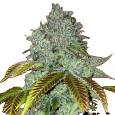 permanent marker bomb feminised seeds