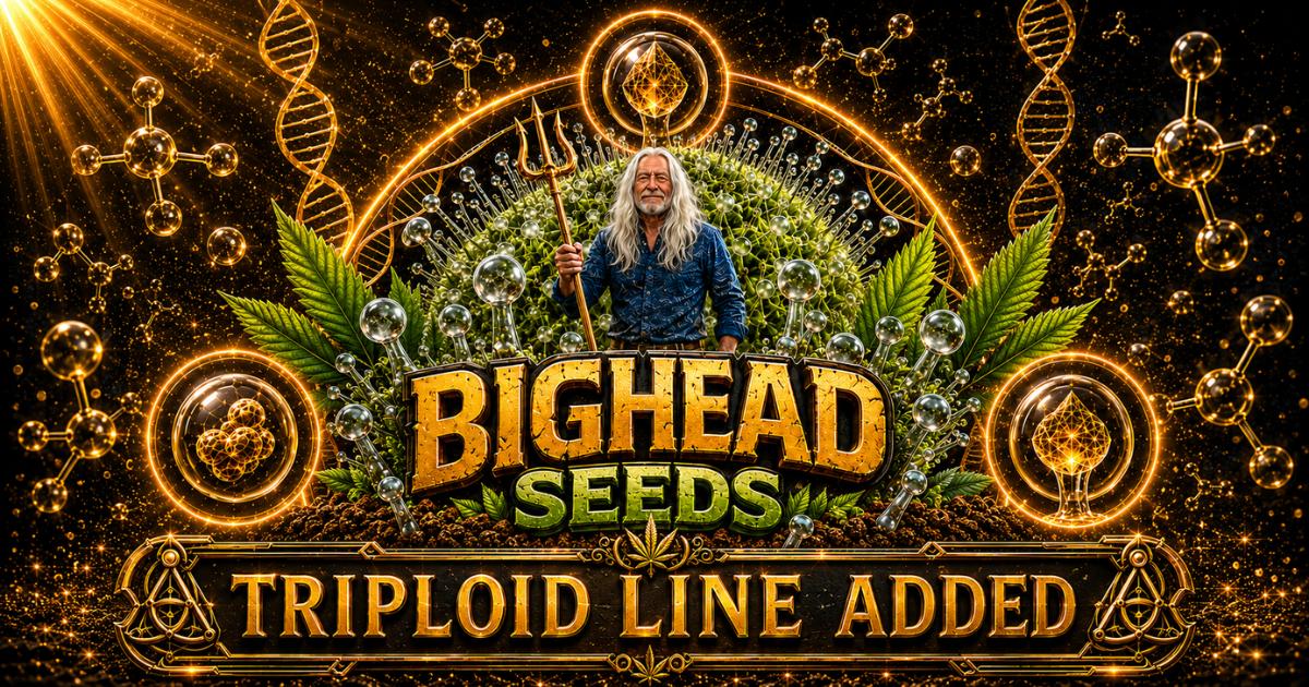 Bighead Seeds Triploid Seeds | 10% OFF at The Vault