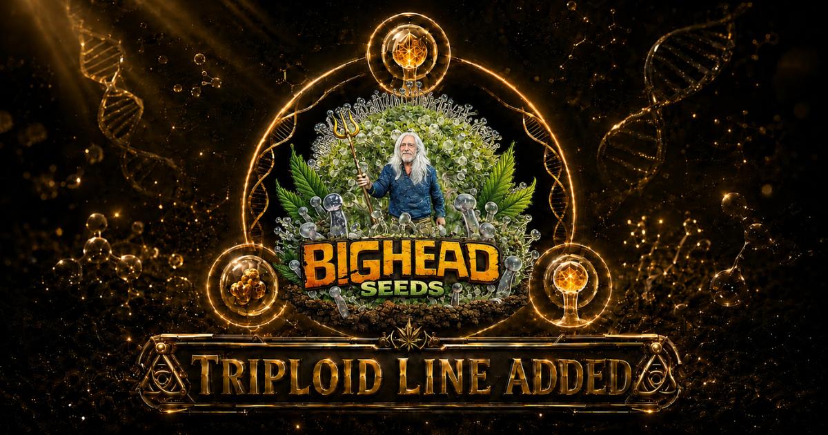 Bighead Seeds Triploid Line Strains