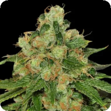 CBD CARAMEL REGULAR