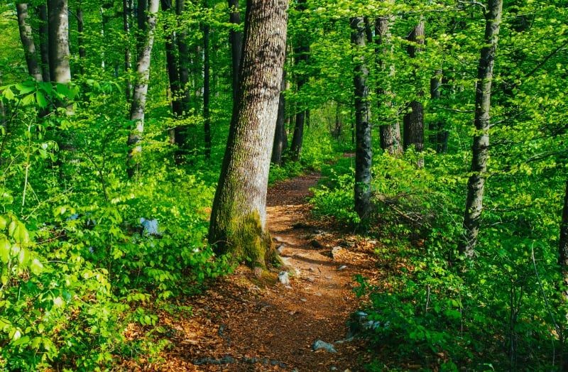 Understand Addiction by Taking a Walk in the Woods