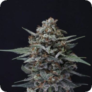 alien snack auto flowering seeds