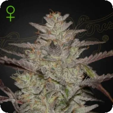 alienz auto flowering seeds