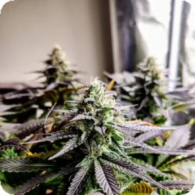 mimosa cake auto feminised seeds
