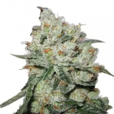 og kush feminised seeds