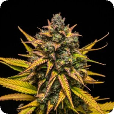 purple queen automatic