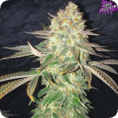 spooky og feminised seeds