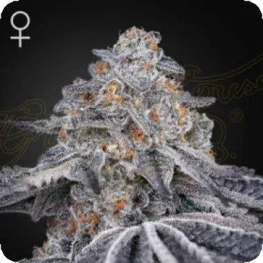 velvet moon feminised seeds
