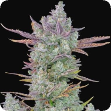 Cali Mango Mass Auto