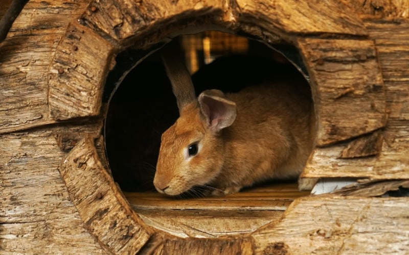 How Worried Should You Be About Hantavirus?