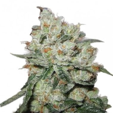 OG Kush Feminised