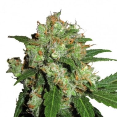 UK Cheesy Express AUTO