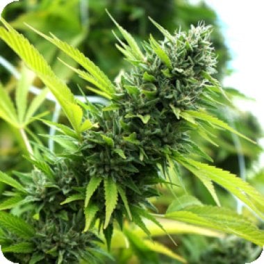 https://www.cannabis-seeds-store.co.uk/Cannabis-Seeds-News/Banana Sapphire Feminised Seeds
