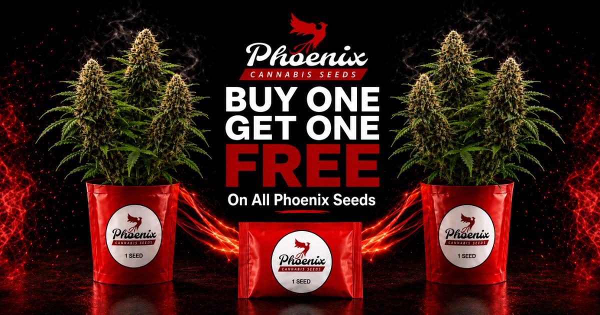 Buy One Get One Free Cannabis Seeds