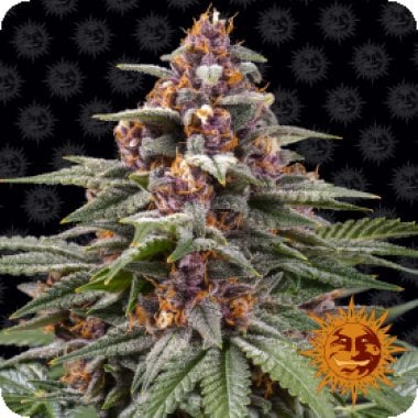 Runtz Auto Seed Pack