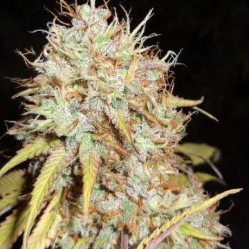 Amnesia Express AUTO Feminised Seeds 