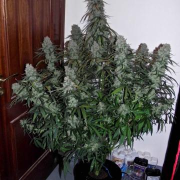 Quick Flowering THC Feminised Seeds 