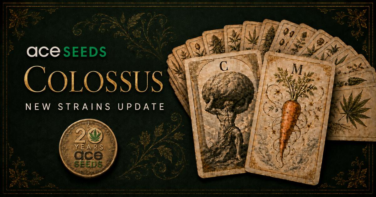 Ace Cannabis Seeds: Colossus New Strains Update
