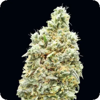 Advanced Seeds Strawberry Banana Fast Version product image