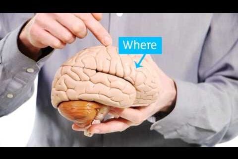Get to Know Your Brain’s Map