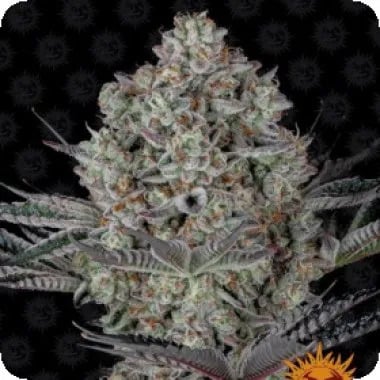 Barneys Farm Do Si Dos 33 Feminised Seeds