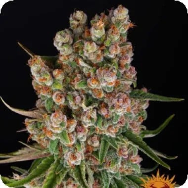 Barneys Farm GMO Auto Seeds